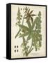 Weinmann Tropical Plants I-Johann Weinmann-Framed Stretched Canvas