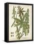 Weinmann Tropical Plants I-Johann Weinmann-Framed Stretched Canvas