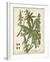 Weinmann Tropical Plants I-Johann Weinmann-Framed Art Print