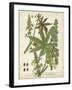 Weinmann Tropical Plants I-Johann Weinmann-Framed Art Print