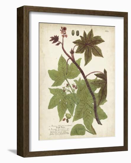 Weinmann Tropical Plants II-Johann Weinmann-Framed Art Print