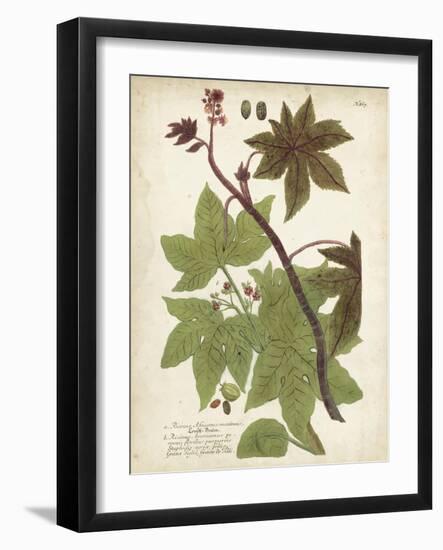 Weinmann Tropical Plants II-Johann Weinmann-Framed Art Print