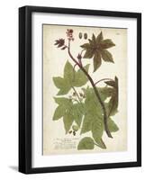 Weinmann Tropical Plants II-Johann Weinmann-Framed Art Print