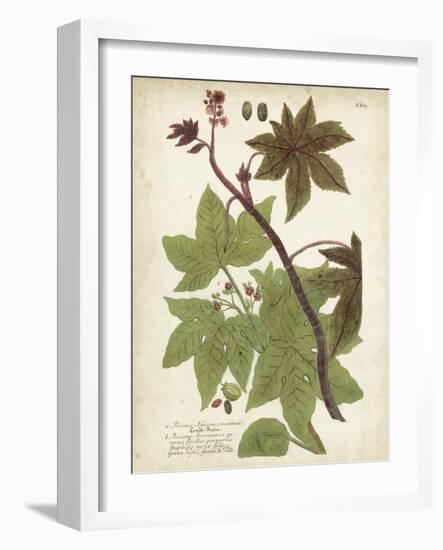 Weinmann Tropical Plants II-Johann Weinmann-Framed Art Print