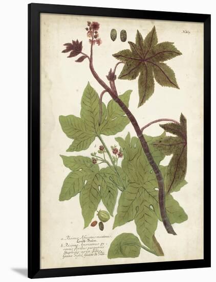 Weinmann Tropical Plants II-Johann Weinmann-Framed Art Print