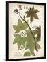 Weinmann Tropical Plants II-Johann Weinmann-Framed Art Print