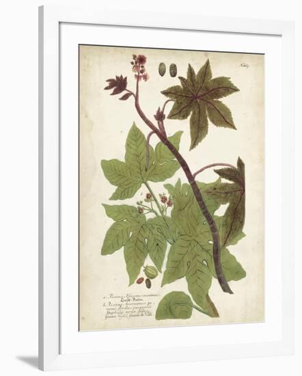 Weinmann Tropical Plants II-Johann Weinmann-Framed Art Print