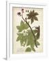 Weinmann Tropical Plants II-Johann Weinmann-Framed Art Print