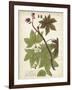 Weinmann Tropical Plants II-Johann Weinmann-Framed Art Print