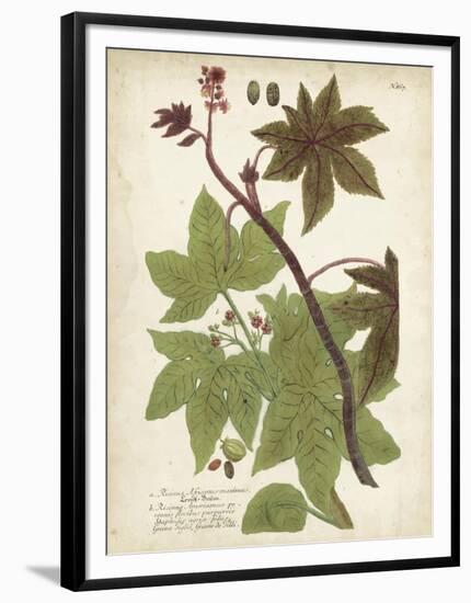 Weinmann Tropical Plants II-Johann Weinmann-Framed Art Print