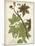 Weinmann Tropical Plants II-Johann Weinmann-Mounted Art Print