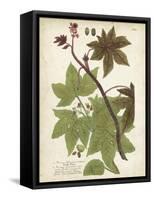 Weinmann Tropical Plants II-Johann Weinmann-Framed Stretched Canvas