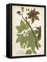 Weinmann Tropical Plants II-Johann Weinmann-Framed Stretched Canvas