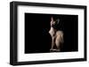 Weird Sphynx Cat Sitting Curious Squints Isolated on Black Background, Side View-Seregraff-Framed Photographic Print