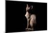 Weird Sphynx Cat Sitting Curious Squints Isolated on Black Background, Side View-Seregraff-Mounted Photographic Print