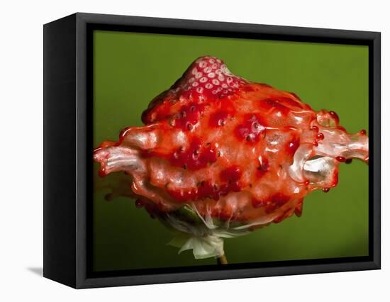 Weird Strawberry-Alan Sailer-Framed Stretched Canvas