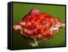 Weird Strawberry-Alan Sailer-Framed Stretched Canvas