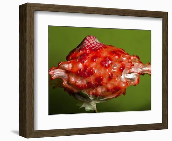 Weird Strawberry-Alan Sailer-Framed Photographic Print