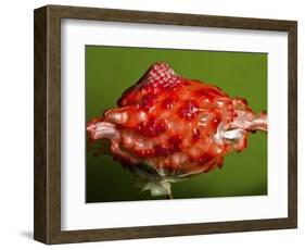 Weird Strawberry-Alan Sailer-Framed Photographic Print