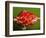 Weird Strawberry-Alan Sailer-Framed Photographic Print