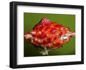 Weird Strawberry-Alan Sailer-Framed Photographic Print