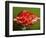 Weird Strawberry-Alan Sailer-Framed Photographic Print