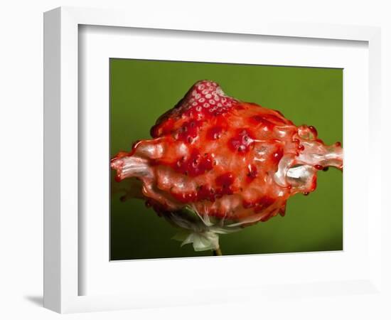 Weird Strawberry-Alan Sailer-Framed Photographic Print