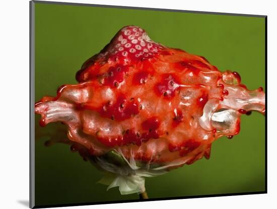 Weird Strawberry-Alan Sailer-Mounted Photographic Print