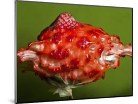 Weird Strawberry-Alan Sailer-Mounted Photographic Print