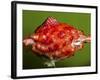 Weird Strawberry-Alan Sailer-Framed Photographic Print