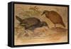 Weka Rail (Ocydromus Australis), C.1851-76-Joseph Wolf-Framed Stretched Canvas