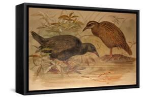 Weka Rail (Ocydromus Australis), C.1851-76-Joseph Wolf-Framed Stretched Canvas