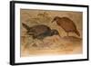 Weka Rail (Ocydromus Australis), C.1851-76-Joseph Wolf-Framed Giclee Print