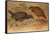 Weka Rail (Ocydromus Australis), C.1851-76-Joseph Wolf-Framed Stretched Canvas