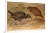 Weka Rail (Ocydromus Australis), C.1851-76-Joseph Wolf-Framed Giclee Print