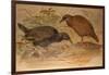 Weka Rail (Ocydromus Australis), C.1851-76-Joseph Wolf-Framed Giclee Print