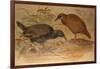 Weka Rail (Ocydromus Australis), C.1851-76-Joseph Wolf-Framed Giclee Print