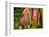 Welcome Display on the Road to Hana, Hawaii-Mike Brake-Framed Photographic Print