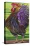 Welcome Rooster-Gigi Begin-Stretched Canvas