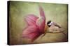 Welcome Spring-Jai Johnson-Stretched Canvas