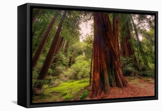 Welcome to Muir Woods 4-Vincent James-Framed Stretched Canvas