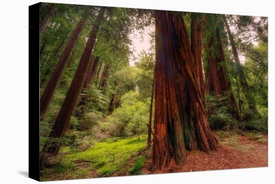 Welcome to Muir Woods 4-Vincent James-Stretched Canvas