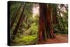 Welcome to Muir Woods 4-Vincent James-Stretched Canvas