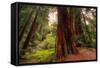Welcome to Muir Woods 4-Vincent James-Framed Stretched Canvas