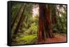 Welcome to Muir Woods 4-Vincent James-Framed Stretched Canvas