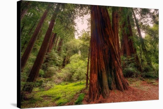 Welcome to Muir Woods 4-Vincent James-Stretched Canvas