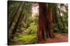Welcome to Muir Woods 4-Vincent James-Stretched Canvas