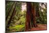 Welcome to Muir Woods 4-Vincent James-Mounted Photographic Print