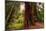 Welcome to Muir Woods 4-Vincent James-Mounted Photographic Print