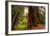 Welcome to Muir Woods 4-Vincent James-Framed Photographic Print